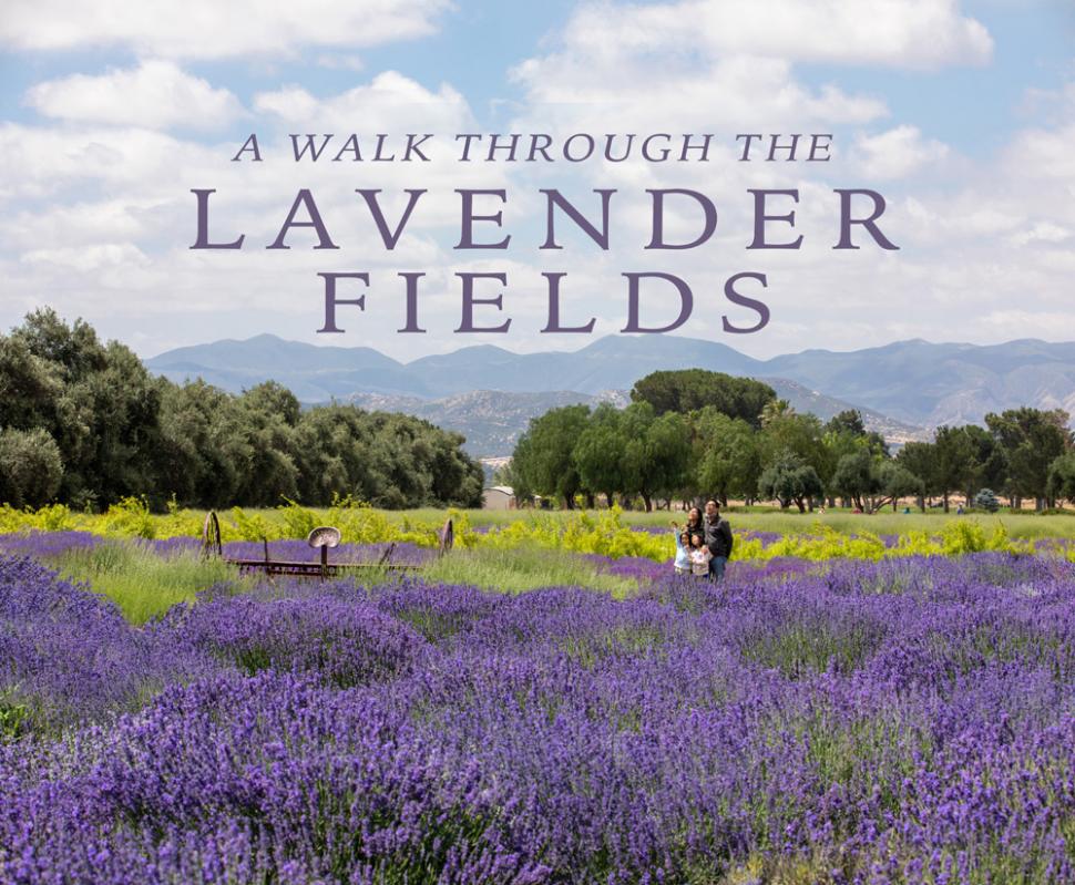 123 farm lavender walk 2021 1000px