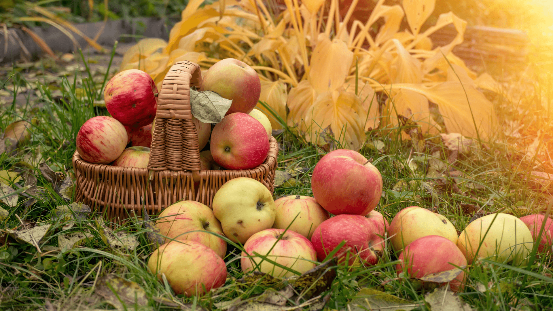 fall apple picking basket